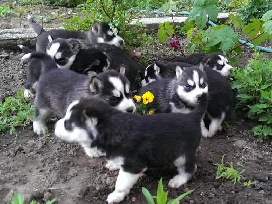 Kαλή τιμή!!!.Πουλάω όμορφα κουτάβια ράτσα SIBERIAN HUSKY - Σιβηριανος Χασκι -220 euro...